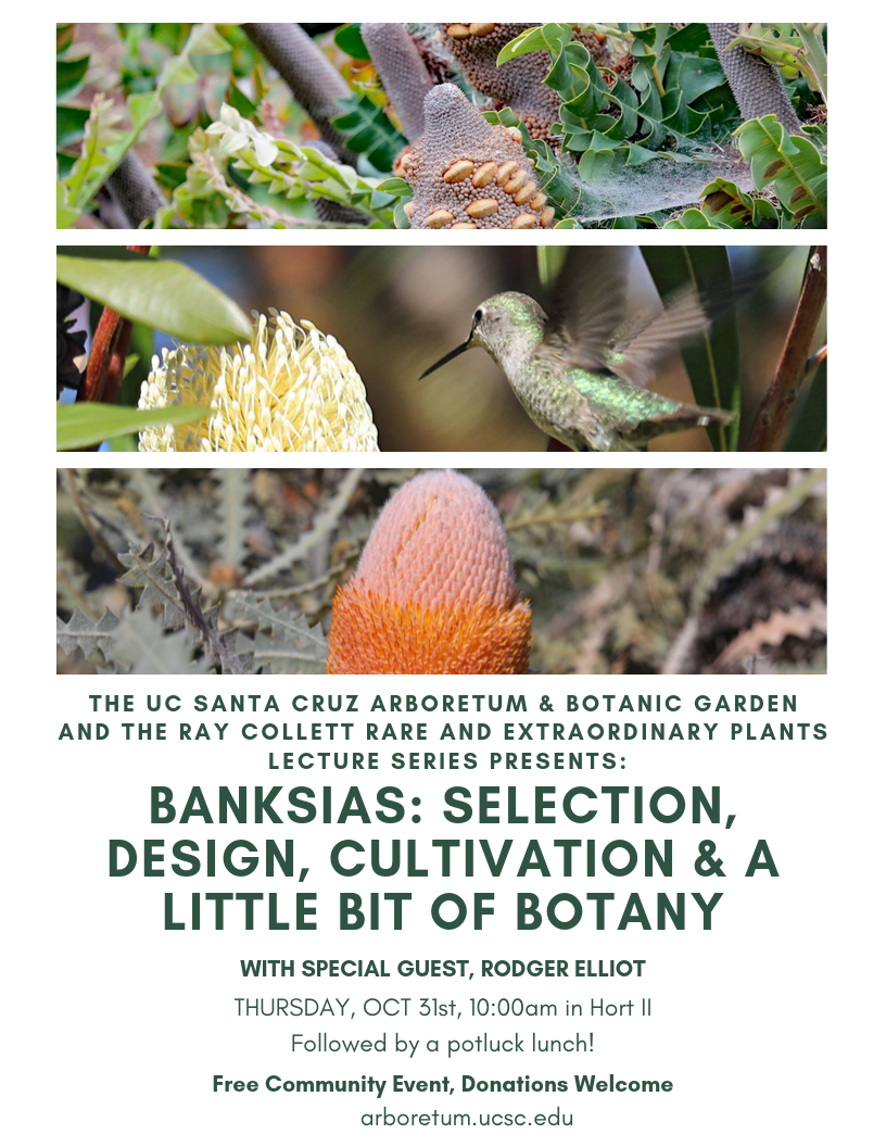 banksias_-selection,-design,-cultivation--a-little-bit-of-botany.png