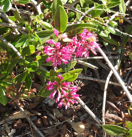Hebe macrocarpa var. brevifolia (Surville Cliffs Hebe)