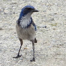 vacant position - pic of scrub jay bird