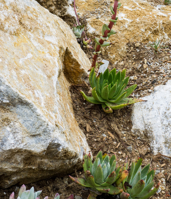 dudleya1.jpg