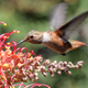 grevillea and hummingbird