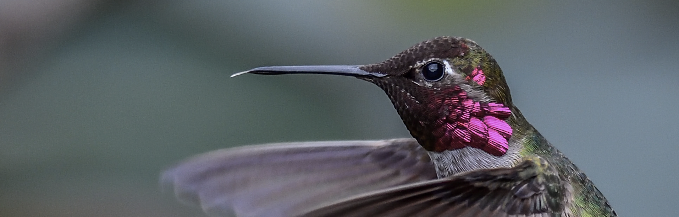 annas hummingbird