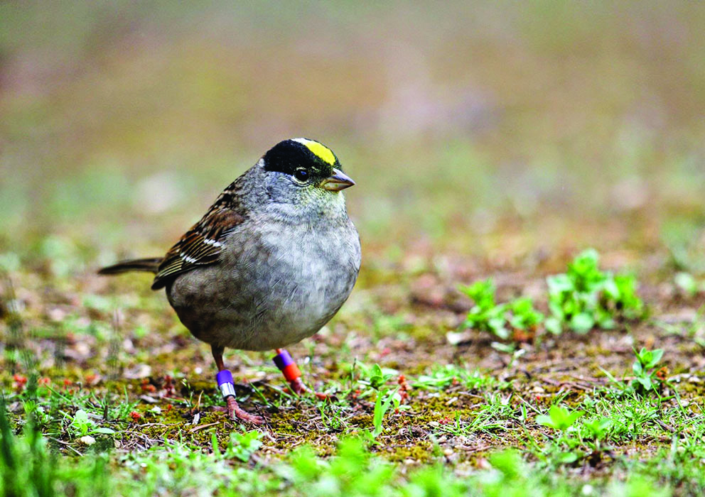 sparrow-small.jpg