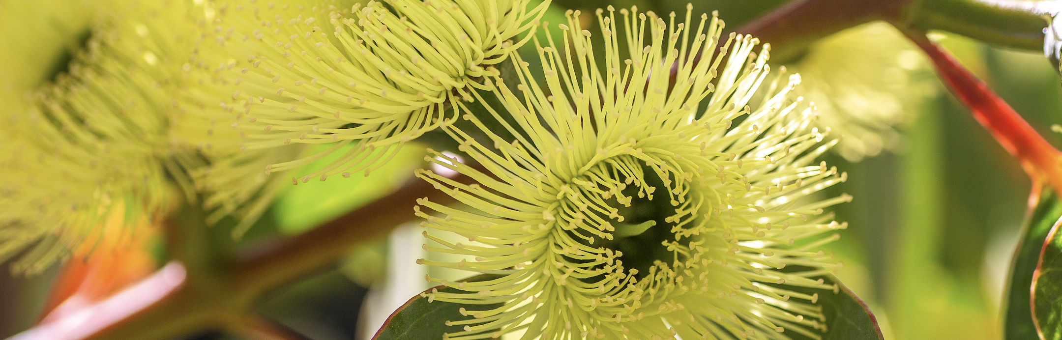 eucalyptus yellow flower