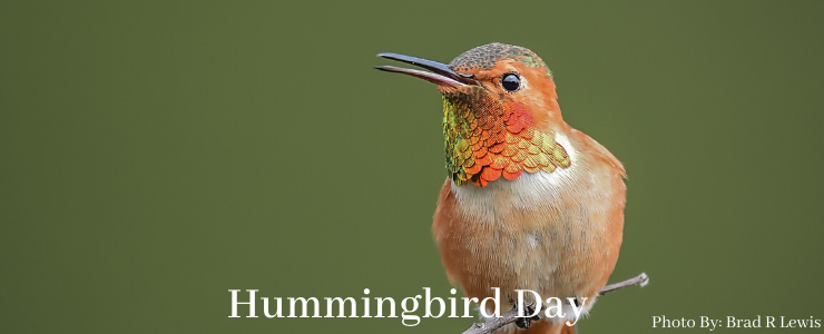 Hummingbird Month