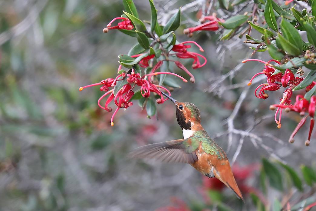 Allen's Hummingbird (Ferd Bergholz)