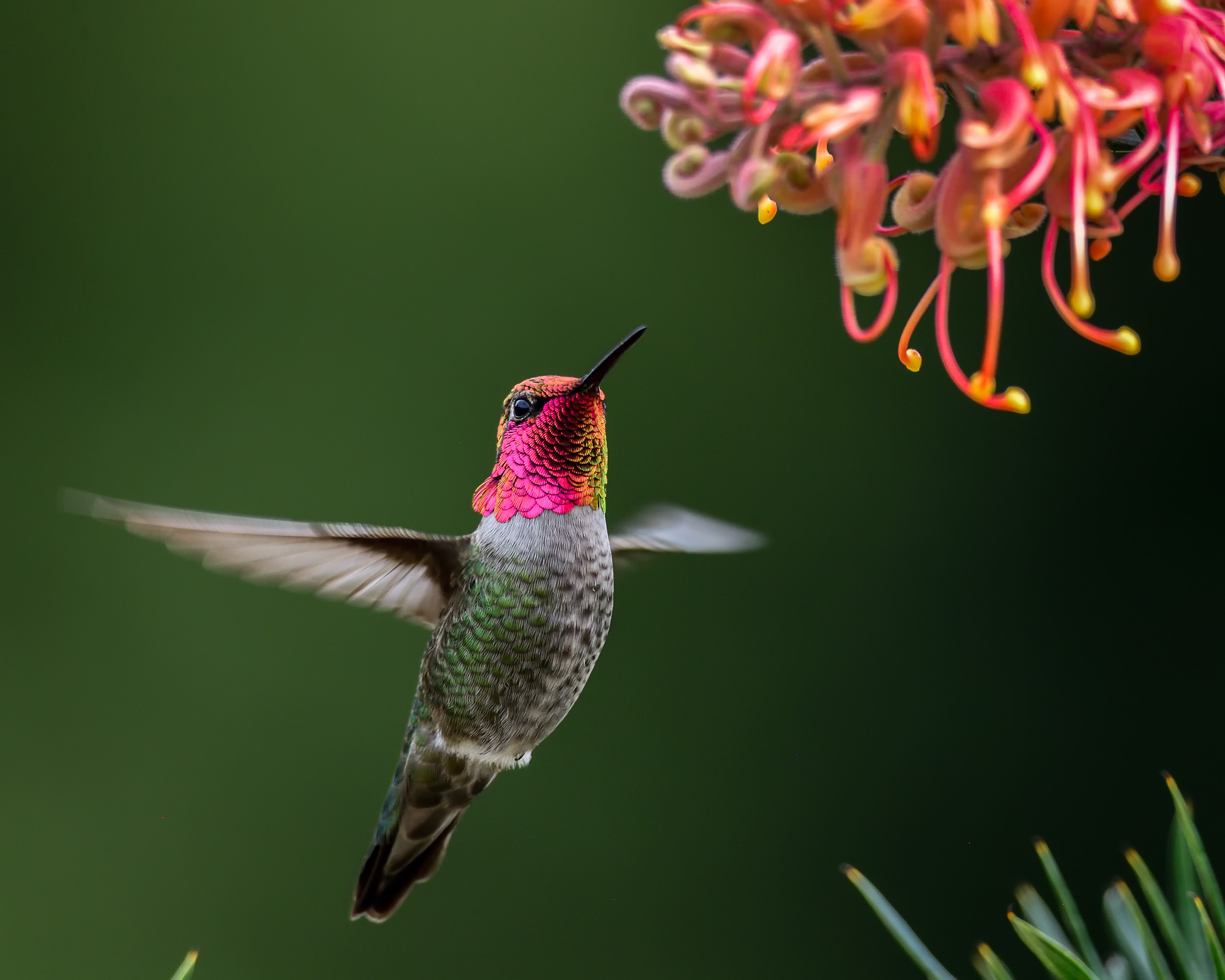 annas-hummingbird-bradrlewis-_ds66753-edit-edit.jpg