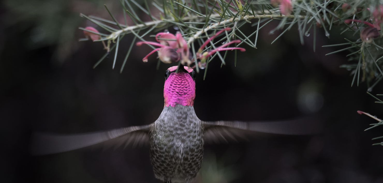 Hummingbird Month