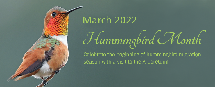 Hummingbird Month