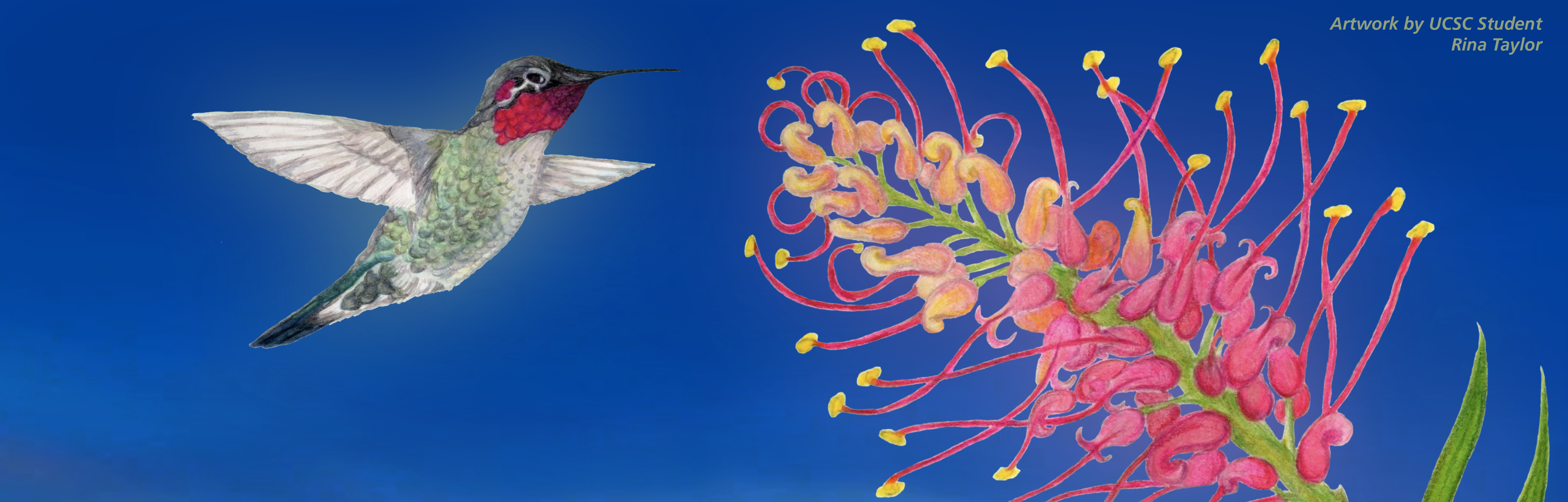 illustration of hummingbird & flower