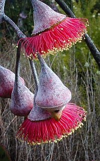 caesia flowers