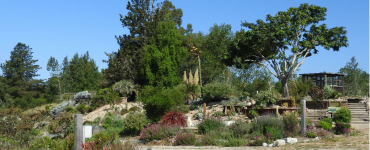 aroma-succulent-garden