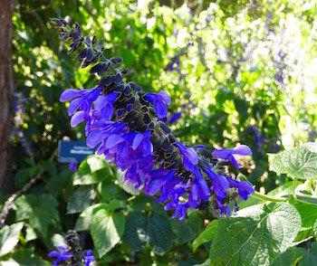 Salvia ‘Costa Rica Blue’