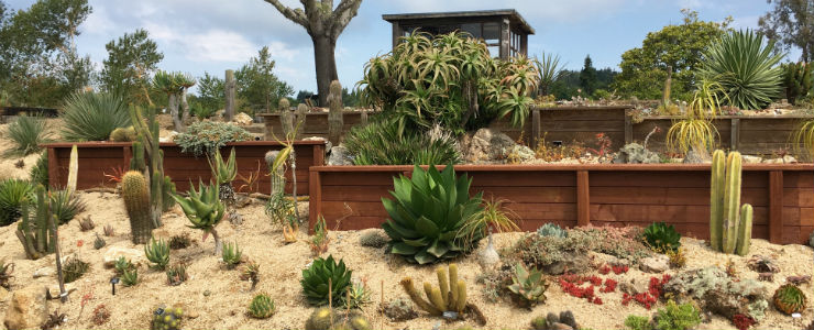 succulent garden