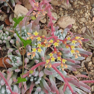 Dudleya sp. ‘Frank Reinelt’