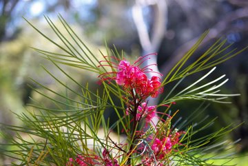 Grevillea longistyla x johnsonii 'Long John'