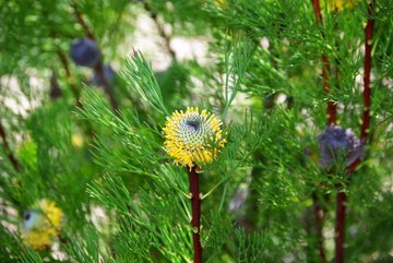 Isopogon anethifolius 'Curra Moors’