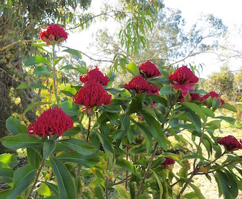 Telopea speciosissima 'Fireball'