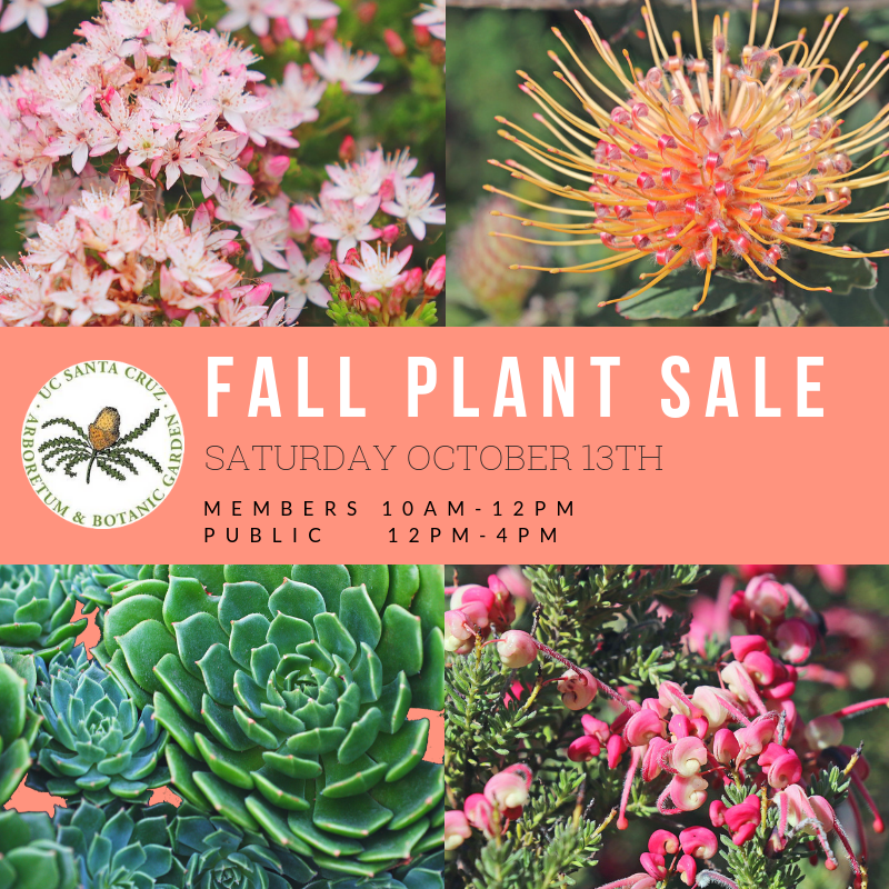 plant-sale-4.png