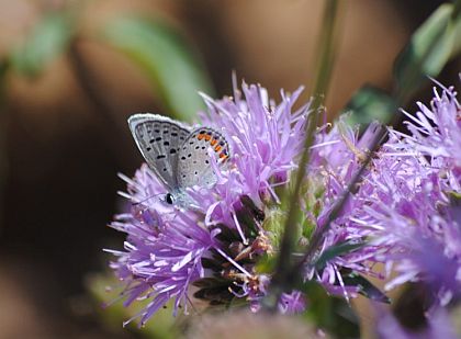 acmon blue butterfly