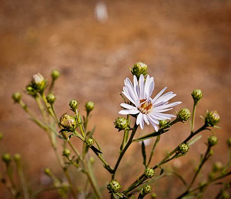 aster chilensis