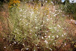 aster chilensis