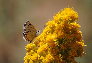 butterfly on goldenrod