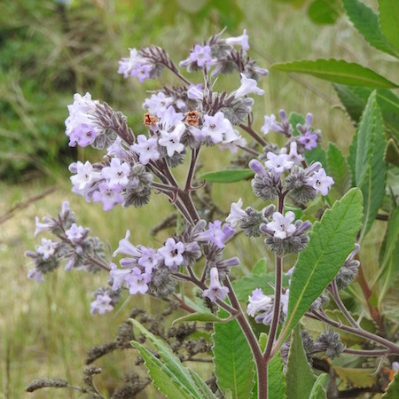 Eriodictyon crassifolium