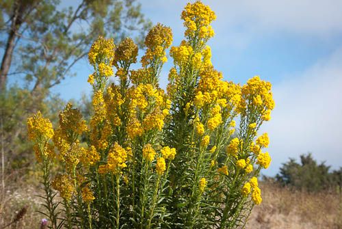 golden rod