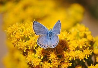 butterfly on goldenrod