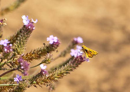 skipper-butterfly