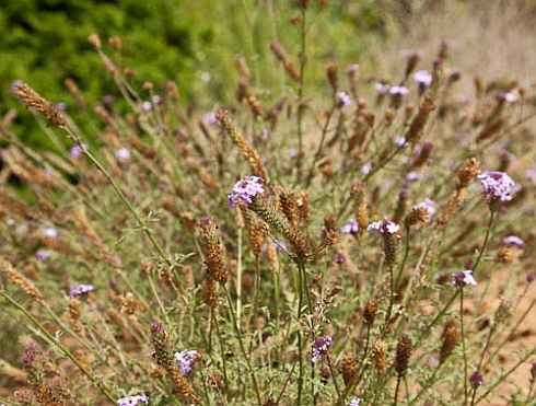 verbena lilacea