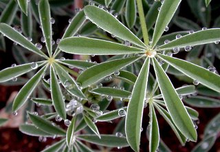 lupin with dew