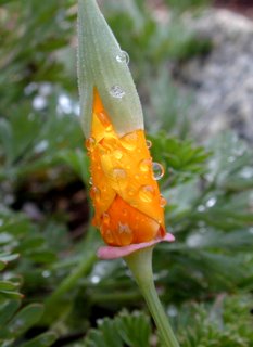 poppy with dew