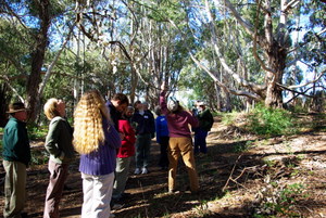 eucalyptus tour