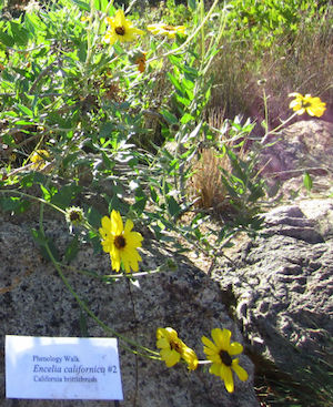 encelia-californica