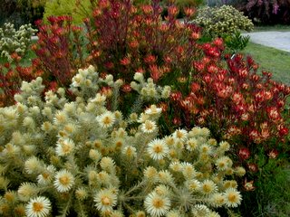 south african flower