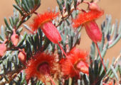 Verticordia mitchelliana (Rapier Feather Flower)