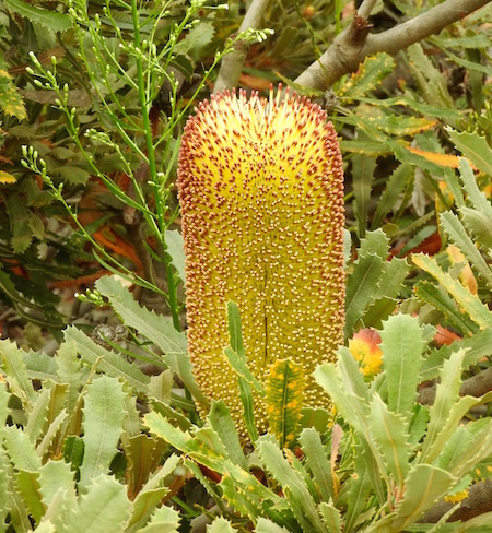 Banksia media