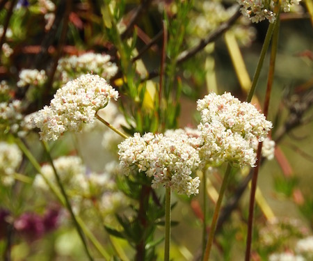 Eriogonum fasciculatum var. foliolosum (Leafy California Buckwheat)