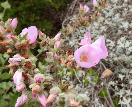 Malacothamnus fasciculatus ‘Casitas’