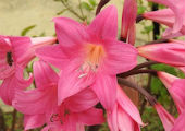 Amaryllis belladonna (Naked Lady Lily)