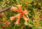 Lambertia inermis (Chittick)