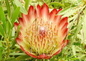 Protea repens 'Embers'
