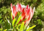 Protea repens ‘Rubens’