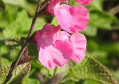 Salvia microphylla ‘Pink’ (Graham’s Sage)