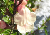 Salvia x jamensis ‘Sierra San Antonio’