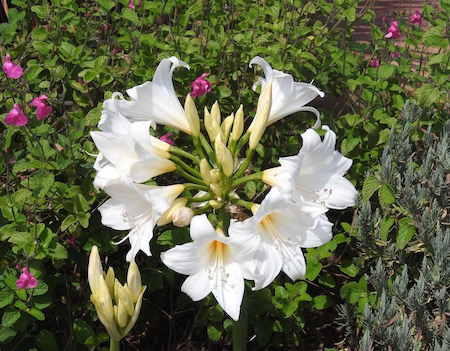 Amaryllis sp.  (Belladonna Lily)