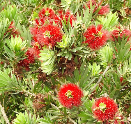 Callistemon viminalis 'Little John'