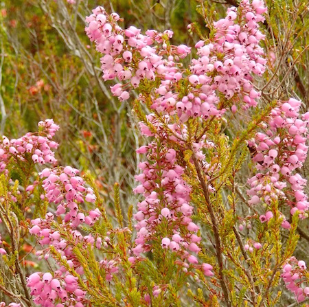 Erica lateralis